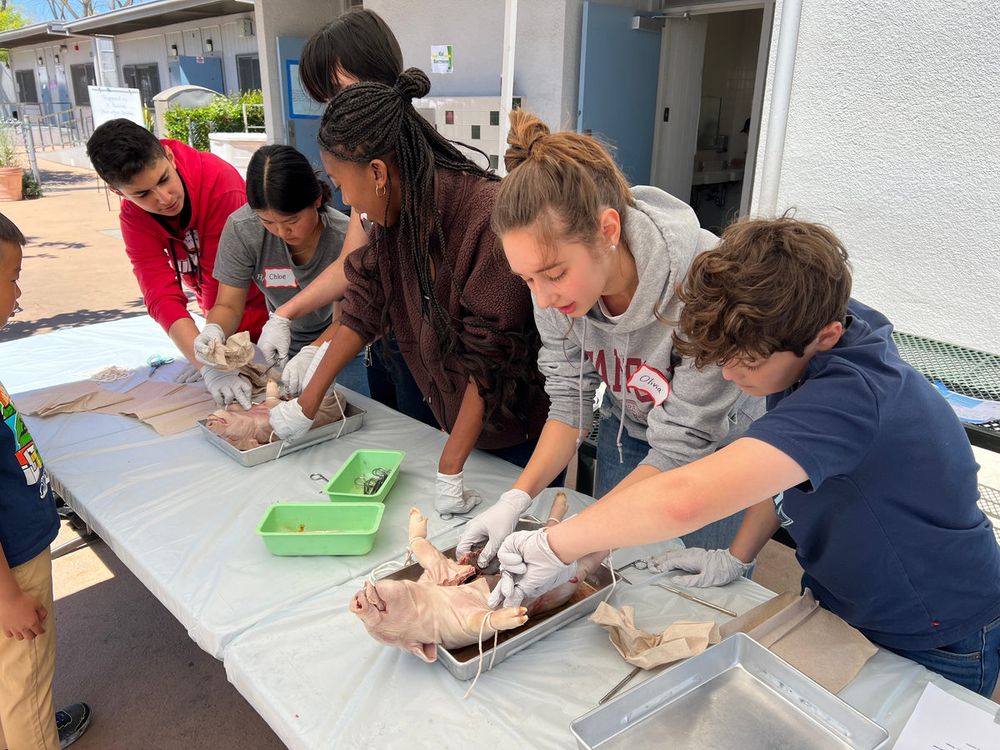 Students leaning over a dissection at a shared table