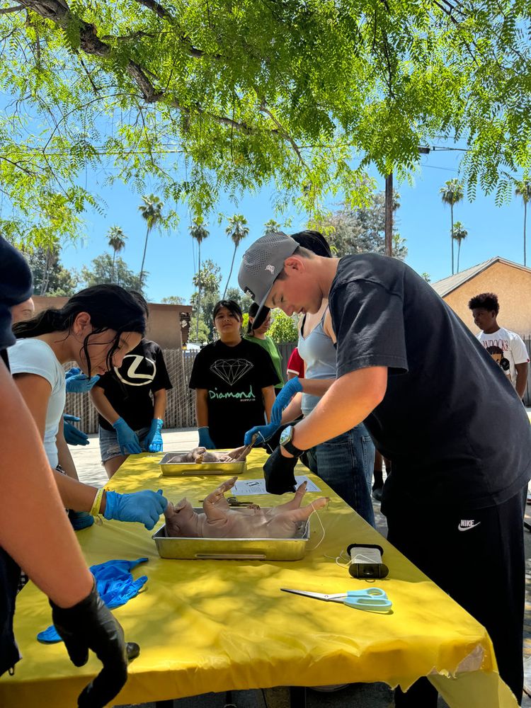 A volunteer guiding students through a dissection outdoors