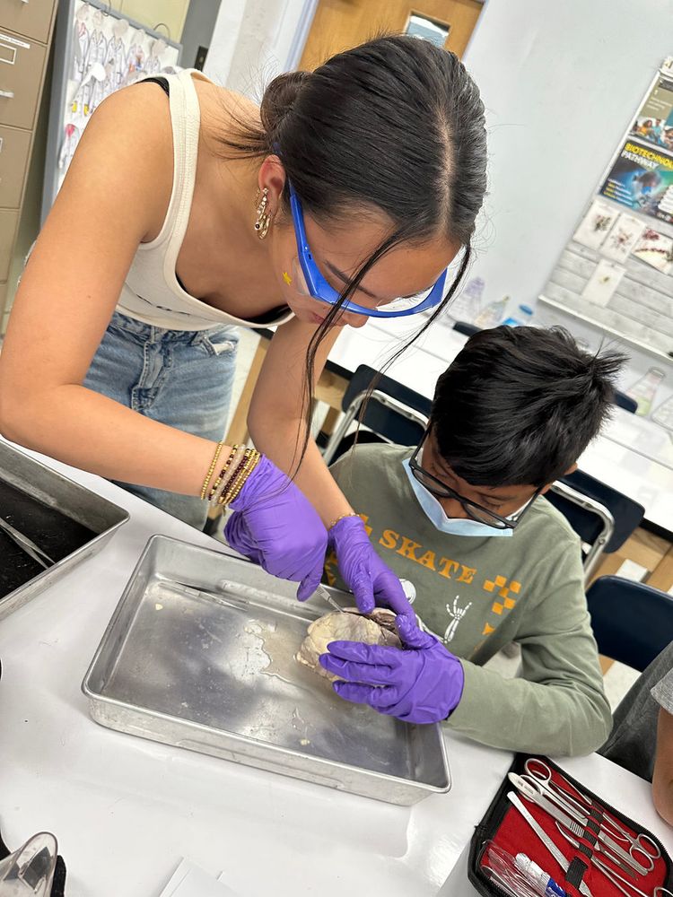 A volunteer helping a student dissect in a classroom