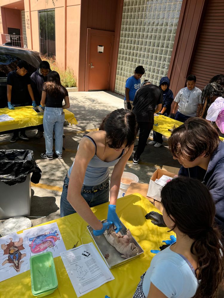 Students dissecting at yellow-covered tables outside