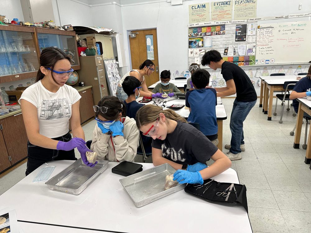 Students dissecting in a classroom lab
