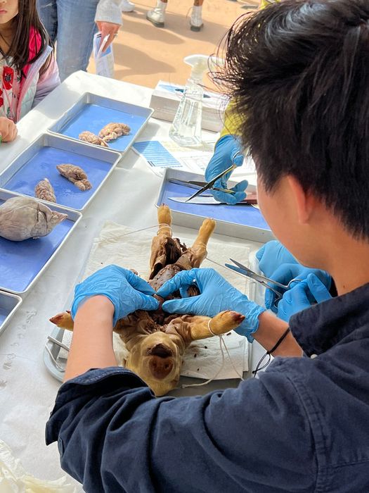 A student in blue gloves examines a specimen at a classroom dissection