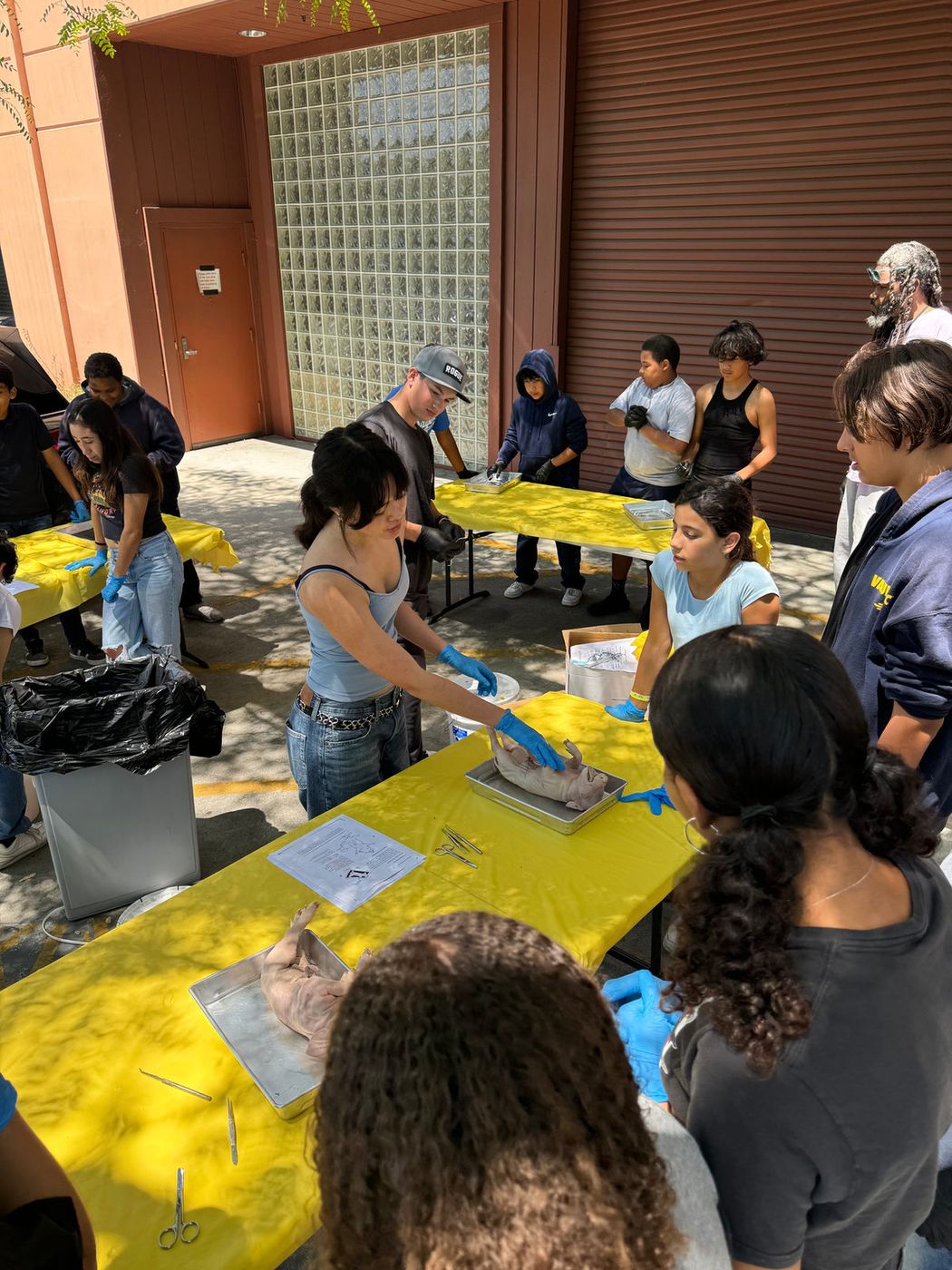 Students in gloves dissecting at yellow-covered tables during an outdoor Down to Dissect lab