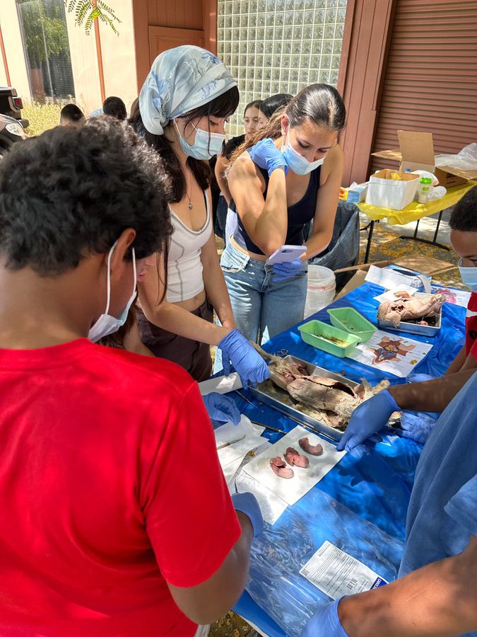 Students in masks and gloves dissecting fetal pigs at an outdoor table
